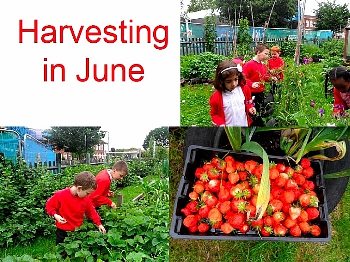 June Harvest 2012 slide